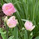 Tulipa ' Finola'