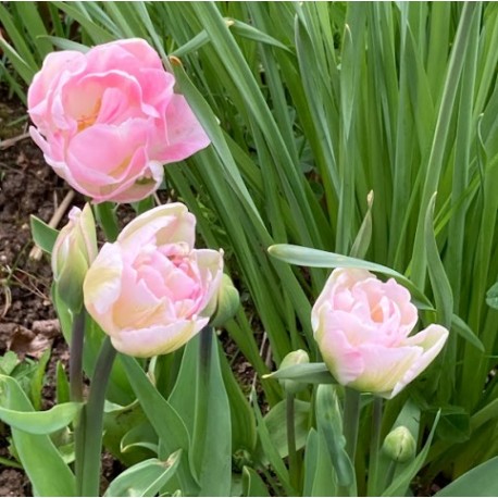 Tulipa ' Finola'