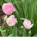 Tulipa ' Finola'