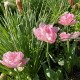 Tulipa ' Finola'
