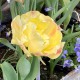 Tulipa ' Akebono'