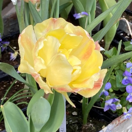 Tulipa ' Akebono'