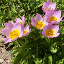 Tulipa saxatilis