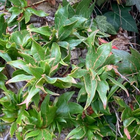 Parthenocissus tricuspidata 'Lowii'