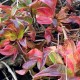 Parthenocissus tricuspidata 'Lowii'