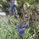 Salvia 'Blue Note'
