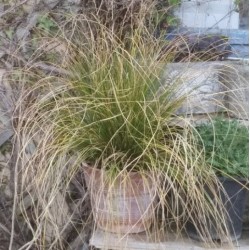 Carex flagellifera 'Kiwi'