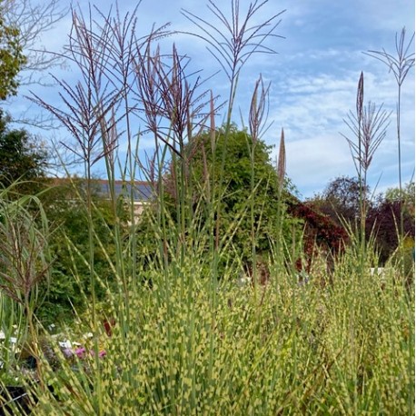 Miscanthus sinensis 'Gold Bar'