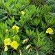 Oenothera macrocarpa