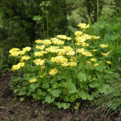 Doronicum orientale