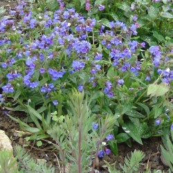 Pulmonaria saccharata 'Lewis Palmer'