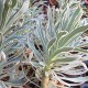Euphorbia characias 'Glacier blue'