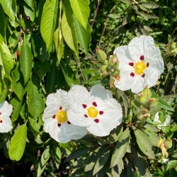 Cistus x purpureus 'Alan Fradd'