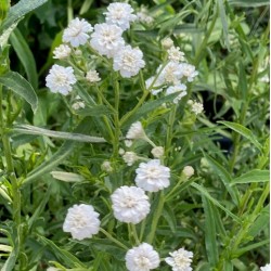 Achillea ptarmica 'La Perle'