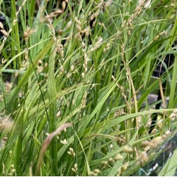 Melica uniflora var albida