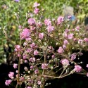 Gypsophila paniculata 'Maytime'