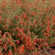 Zauschneria californica