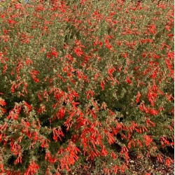 Zauschneria californica 'Western Hills'