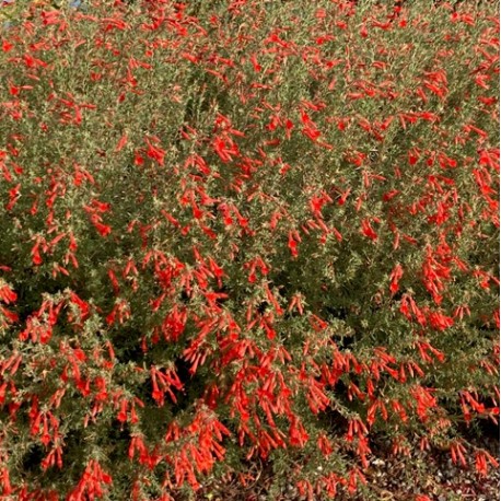 Zauschneria californica