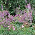 Veronicastrum virginicum 'Fascination'