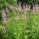 Veronicastrum virginicum 'Fascination'