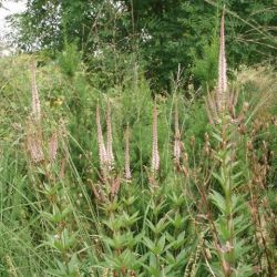 Veronicastrum virginicum 'Erica'