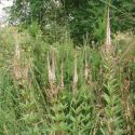 Veronicastrum virginicum 'Erika'