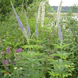 Veronicastrum sibiricum 'Apollo'