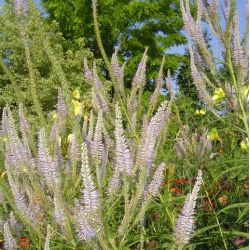 Veronicastrum virginicum 'Lavendelturm'