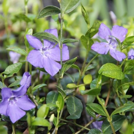 Vinca minor