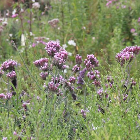 Verbena bonariensis 'Lollipop'