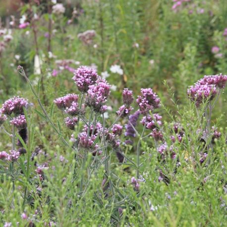 Verbena bonariensis 'Lollipop'