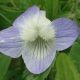 Viola elatior