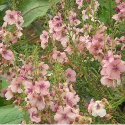 Verbascum 'Southern Charm'