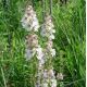 Verbascum nigrum var. album