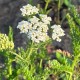 Achillea 'Hartington White'