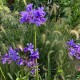 Agapanthus 'Pretty Heidy'