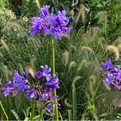 Agapanthus 'Pretty Heidy'