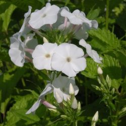 Phlox paniculata 'Adessa White'
