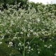 Crambe cordifolia