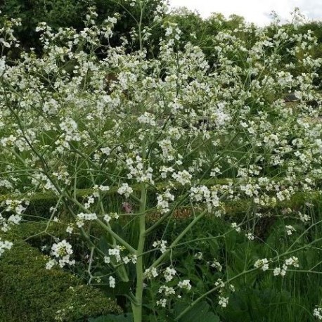 Crambe cordifolia