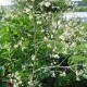 Crambe cordifolia