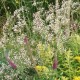 Gypsophila paniculata 'Bristol Fairy'