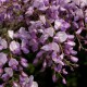 Wisteria sinensis