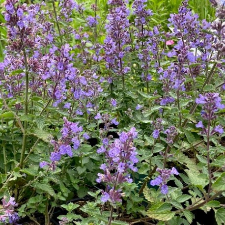 Nepeta x faassenii 'Junior Walker'