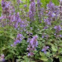 Nepeta x faassenii 'Junior Walker'