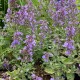 Nepeta x faassenii 'Junior Walker'