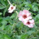 Potentilla x hopwoodiana