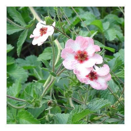 Potentilla x hopwoodiana
