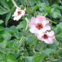 Potentilla x hopwoodiana